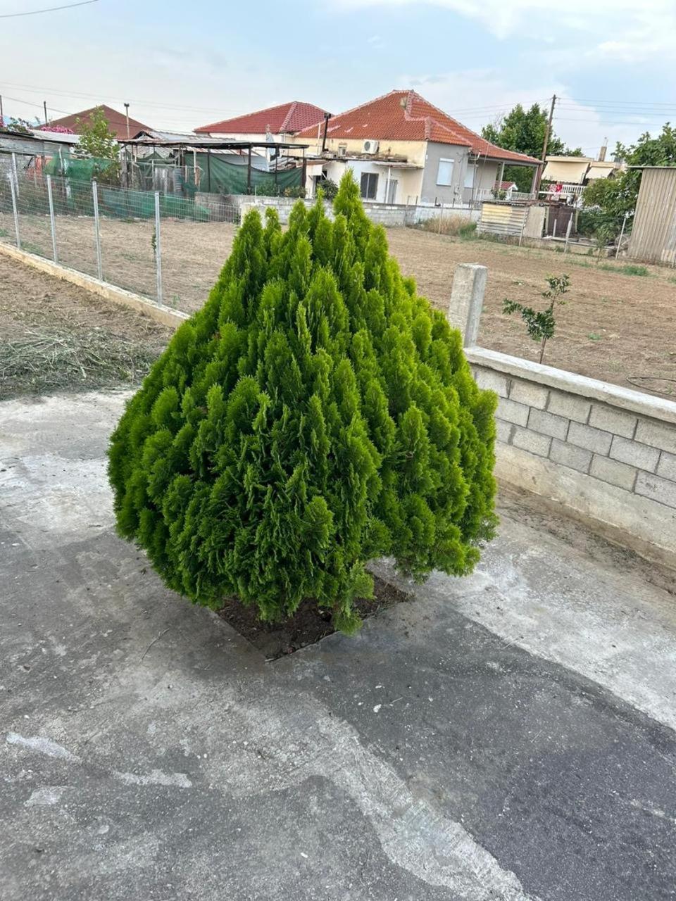 Amaya Pine Rooms 克拉默特 外观 照片